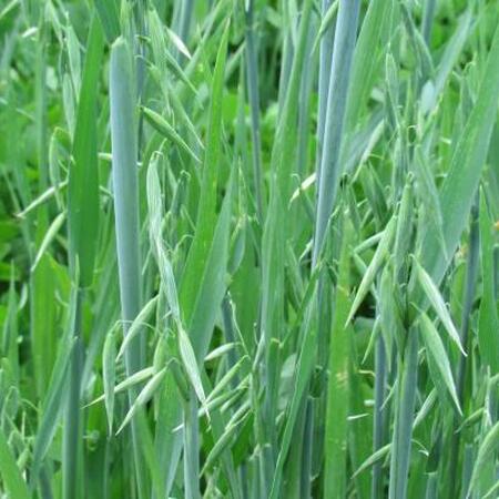 green-blue oat grass with oats maturing